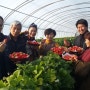 사천 딸기체험 사천에서 딸기체험하기 좋은곳 그리운순이농원