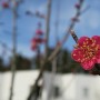 비안(b.ahn) - 16년 3월의 비안 풍경, 봄이 왔다