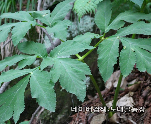자연산 당귀 판매 가격 당귀차 파는곳 : 네이버 블로그