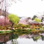 [봄꽃여행] 봄나들이 가기 좋은 곳, 꽃 보러 가자!