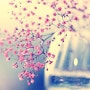 봄꽃하면 생각나는 개나리 진달래 벚꽃 봄사진 꽃사진 모음
