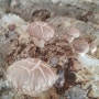 표고버섯판매,표고버섯재배- 청춘표고버섯농장의 3월 16일