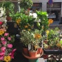 [스페인여행] 바르셀로나 람블라스 거리 - 스페인 꽃시장