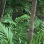 괌 여행..숨은 도마뱀 찾기
