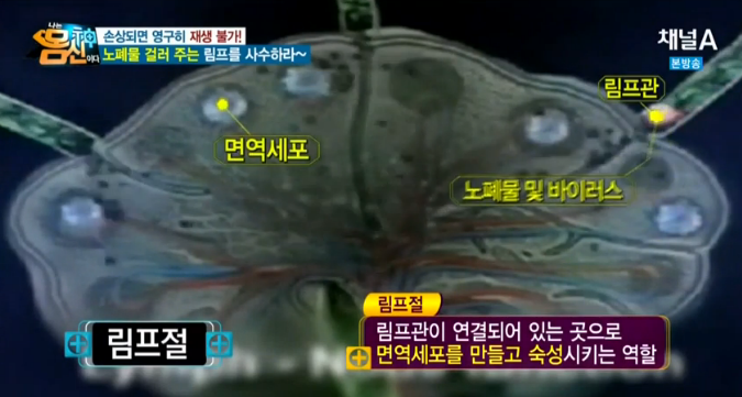 내 몸의 쓰레기 정화장 림프, 림프란 무엇일까? : 네이버 블로그