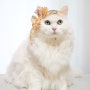 봄이니까 쉬폰, 쉬폰리본핀으로 귀여움을 뽐내는 고양이 마루코(마이비비안)