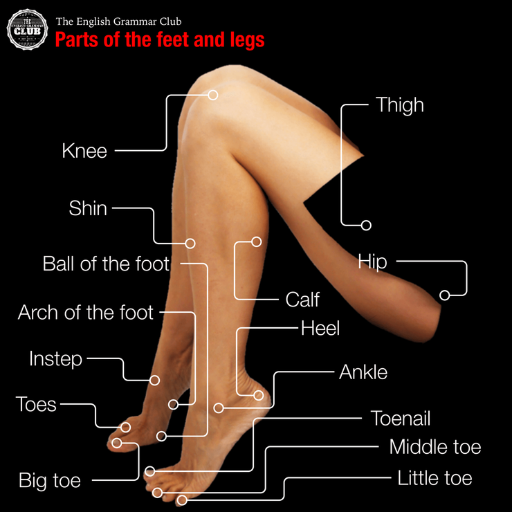 [영어단어|어휘]신체 부위-다리와 발 관련 영어 명칭(Parts of the feet and legs) : 네이버 블로그