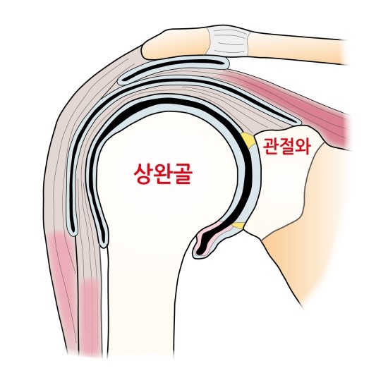 어깨 관절의 구조, 어떤것이 있을까요? : 네이버 블로그
