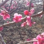 광양매화마을 - 가볼만한 봄꽃 축제