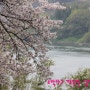 [섬진강 벚꽃축제][섬진강변 벚꽃축제]-화개장터 쌍계사 십리벚꽃길 축제