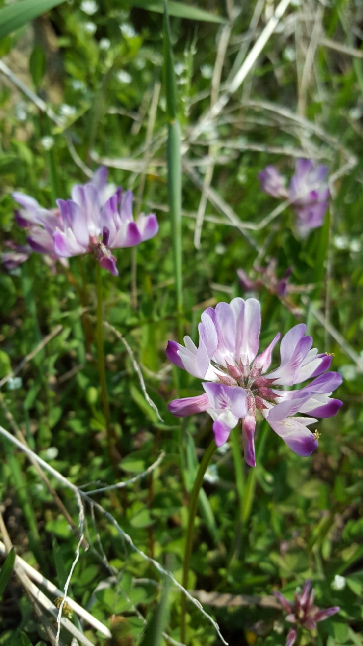 자운영 紫雲英 효능 1 네이버 블로그
