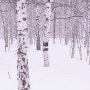 [일본여행사진]일본 홋카이도(북해도) 눈 내리는 자작나무숲 by 포토그래퍼 원종호