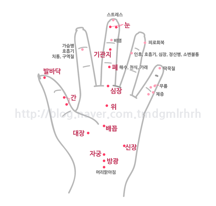[공유] 간단한 손 지압법으로 건강도 챙기고 날씬해져봐요 : 네이버 블로그