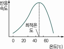 효소 : 네이버 블로그