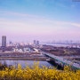 [풍경사진]응봉산 개나리축제 사전방문 by 포토그래퍼 원종호