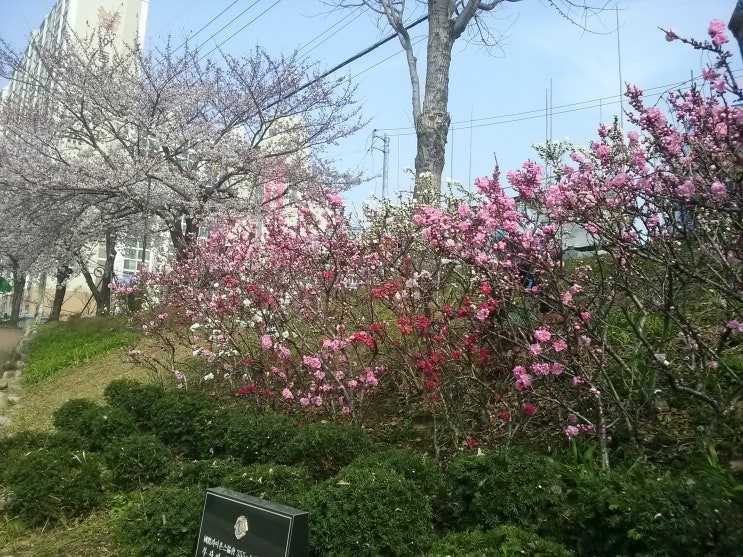 Peppermint Twist Flowering Peach Best Flower Site