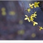 봄을 노랗게 표현하는 전령, 개나리꽃 담장