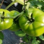 참길토마토농장-맛있는토마토 익기시작