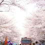 [경남진해/경화역] 봄바람 휘날리며 흩날리는 벚꽃 잎이~
