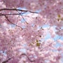 2016 봄꽃축제! 봄꽃 여행 지도 “봄바람에 엉덩이가 씰룩 씰룩!”