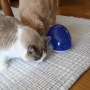 고양이 장난감 - 간식 박스