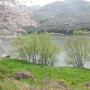 방울토마토지기 섬진강 벚꽃 나들이