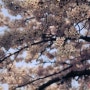 [부산 벚꽃 명소] 온천천 벚꽃보러 다녀왔습니다 :)