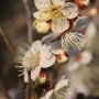 ■ 텃밭의 봄꽃 소식 - 봄을 알리는 텃밭 봄꽃들의 모습