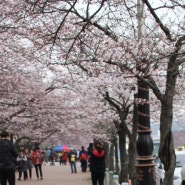 군산 월명체육관으로 벚꽃구경