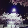 부산 벚꽃구경 남천동삼익비치아파트 앞 벚꽃길