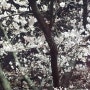 청주무심천벚꽃놀이