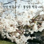 천안 벚꽃구경 :: 불당동 벚꽃거리