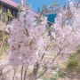 울산 벚꽃 실시간