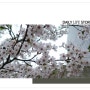 소니 RX100 M3 로 본 일상 사진, 해운대 달맞이 고개 벚꽃나들이