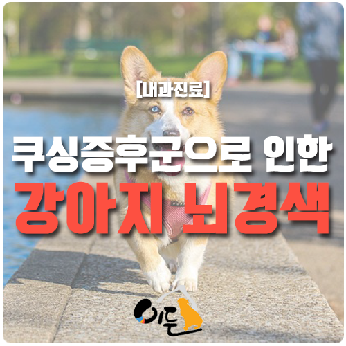 강아지가 뇌졸중에 걸렸을 때 어떻게 하시나요