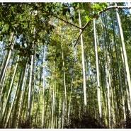 일본 교토여행 )) 관광명소 교토 아라시야마 치쿠린 ( 아라시야마 대나무숲 )을 다녀왔어요
