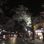 비오는 현재 동학사 벚꽃축제상황