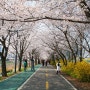 [서울여행] 안양천 벚꽃길 - 산책로를 따라 길게 쭉 뻗어있는 또 하나의 서울 벚꽃 명소!