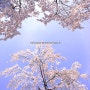 [풍경사진]잠실 석촌호수 벚꽃축제에서 마주한 봄 by 포토그래퍼 원종호