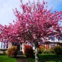 [Van+5] 밴쿠버 벚꽃 축제, Cherry Blossom in Vancouver