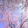 [풍경사진]잠실 석촌호수 벚꽃축제의 풍성함이 여의도 벚꽃축제에도 남아있기를... by 포토그래퍼 원종호
