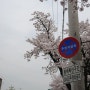 진해 군항제 벚꽃축제-경화역 & 숙박