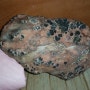 기묘한 형상의 두꺼비수석, 흑요석을 품고 있는 두꺼비