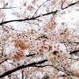 [사진] 벚꽃 2016