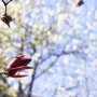 여의도공원 벚꽃축제