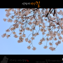 아차산 워커힐의 벚꽃 1 (by 솔샘)