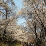 [수원] 즐길거리가 많은 경기도청 벚꽃축제