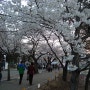 여의도 벚꽃 축제 (2016.04)