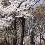 석촌호수의 벚꽃놀이