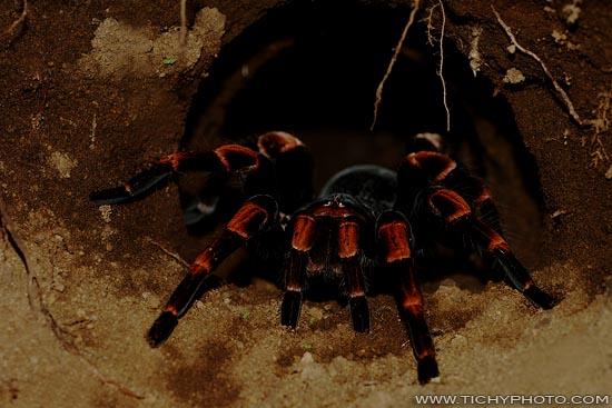 [코스타리칸 레드렉]-Megaphobema mesomelas-(O.P.-Cambridge) : 네이버 블로그